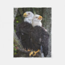 Suche nach weißkopfseeadler decken Amerikanisch