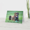 Suche nach labrador karten Retriever