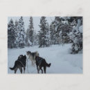 Suche nach siberian husky postkarten Zäh