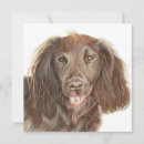 Suche nach spaniels Liebhaber