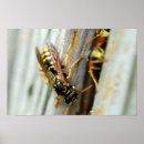 Suche nach wespe poster Tier