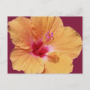 Suche nach für gärtner postkarten Hibiskus