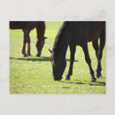Suche nach 2 pferde poster Natur