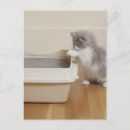 Suche nach persian postkarten Perserkatze