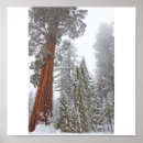 Suche nach kiefern poster Schnee