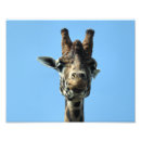 Suche nach lustige giraffe poster Niedlich