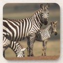Suche nach equus untersetzer Steppenzebra