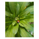 Suche nach ladybug poster Käfer