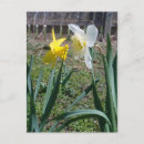Suche nach klatschen postkarten Blume