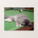 Suche nach kätzchen puzzle Fotografie