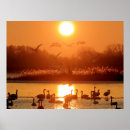 Suche nach schwäne poster Sonnenaufgang