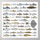 Suche nach wels poster Fisch