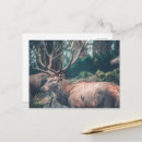 Suche nach säugetier postkarten Wald