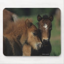 Suche nach miniatur mousepads Reiter