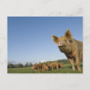Suche nach schweinefleisch postkarten Tier