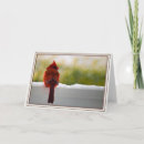 Suche nach roter kardinal karten Fotografie