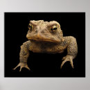Suche nach lustige frosch poster Tiere