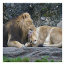 Suche nach wilde katze poster Liebe