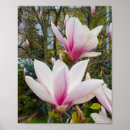 Suche nach rosa magnolie poster Blume