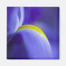Suche nach schwertlilie magnete Blume