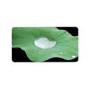 Suche nach lilypad Wasserlilie