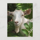 Suche nach ziege postkarten Ländlich