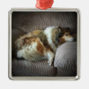 Suche nach rauer collie ornamente Schottenkollie