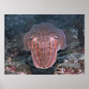 Suche nach tintenfische poster Unterwasser