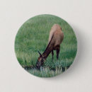 Suche nach elche buttons Tierwelt