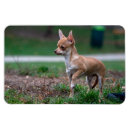 Suche nach kleine hunde magnete Baby