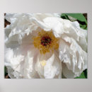 Suche nach pollen poster Blume