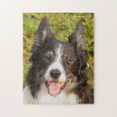 Suche nach border collie puzzle Schwarz