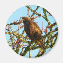 Suche nach bussard magnete Vogel