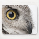 Suche nach bubo virginianus Vögel