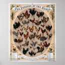 Suche nach poultry poster Roosters