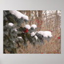 Suche nach roter vogel poster Schnee