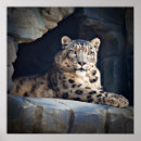 Suche nach snow leopard poster Katze