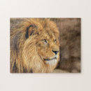 Suche nach lamm puzzle Foto