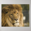 Suche nach lions poster Dschungel