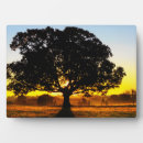 Suche nach baum fotoplatten Sonnenaufgang