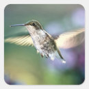 Suche nach grüner kolibri aufkleber Natur