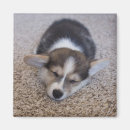 Suche nach pembroke welsh corgi magnete Canine