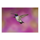 Suche nach flug poster David northcott