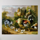 Suche nach roosters poster Tier
