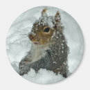 Suche nach squirrel magnete Grauhörnchen