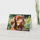 Suche nach irish setter karten Haustier