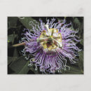 Suche nach passionflower Blüte