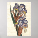 Suche nach antike botanische illustration poster Darstellung