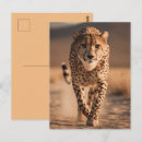 Suche nach gepard postkarten Tierwelt
