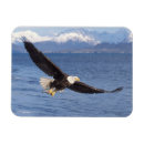 Suche nach raubvogel magnete Raptor